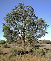 Image result for Callitris