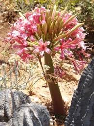 Image result for Ammocharis tinneana