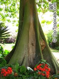 Image result for Ceiba pentandra