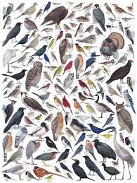 Birds Of North America Poster Explore 120 Of The Most Common Birds Of Eastern And Central North America This Puzzle Has Them All From The Majestic B Birds Bird Illustration Boston City Map