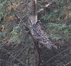 This video is provided and hosted by a 3rd. Eurasian Eagle Owl Wikiwand