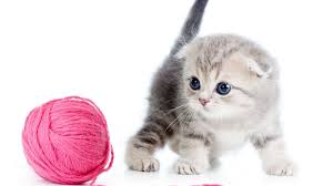 Kitten Cat Cute 4k Horizontal Kitten Wallpaper Cute Cats And Kittens Cats And Kittens
