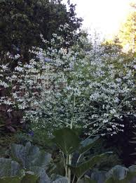 Image result for Crambe hispanica