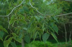 Image result for Celtis africana