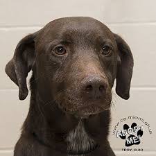 It's also free to list your available puppies and litters on our site. Pictures Of Fred A Labrador Retriever For Adoption In Troy Oh Who Needs A Loving Home Labrador Retriever Pets Labrador Retriever Mix