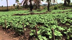 Les pommes de terre sont une source de nutriments excellente et vous pouvez les conserver pendant une longue période après la récolte. Pomme De Terre Youtube