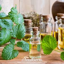 Image result for Melissa officinalis