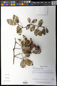 Image result for Paropsia grewioides