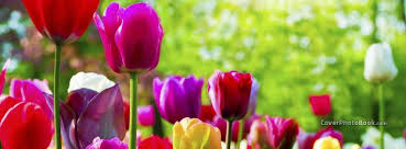 Check spelling or type a new query. Spring Rainbow Color Tulips Flowers Facebook Cover Nature