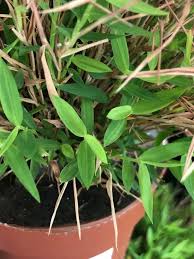 Image result for Pogonatherum paniceum