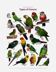 Types Of Birds You Can Have As Pets Types Of Conures Beautiful Birds Conure Bird Parrot Pet