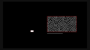 Plants rely on their cells to give them their form. Why Plants Make Puzzle Cells And How Their Shape Emerges Elife