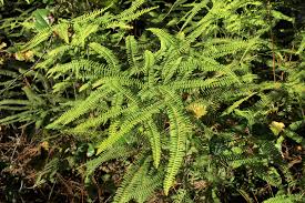 Image result for Dicranolepis buchholzii