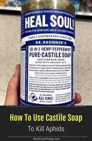 Insect soap spray only kills on direct contact, so spray it. 470 Garden Pests Ideas In 2021 Garden Pests Pests Garden Pest Control