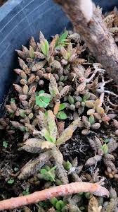 Image result for Barleria delagoensis