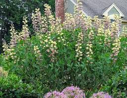 Image result for Baphia multiflora