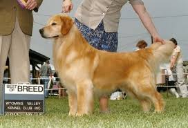 The breeders listing has details of golden retriever puppies and mature dogs available. Gemstar Golden Retrievers Golden Retrievers Tennessee