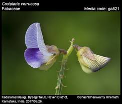 Image result for Crotalaria vasculosa
