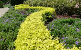 Starting from scratch or upgrading an outdoor space? Sunshine Ligustrum 2 5 Quart Shrub Deer Resistant Shrubs Togogarden