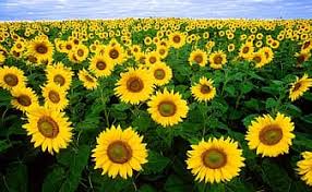 We did not find results for: Royalty Free Sky Blue Flowers Photos Pikist