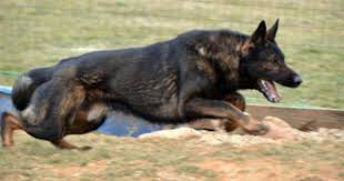 Free Classifieds Hoobly Classifieds German Shepherd Dogs Sable German Shepherd Black German Shepherd Dog