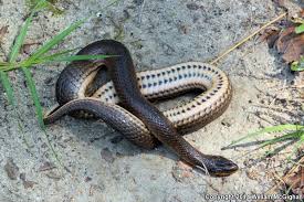 They are generally regarded as the most primitive snakes, having a pelvic girdle and vestiglial hind limbs. Glossy Crayfish Snake Regina Rigida Rigida