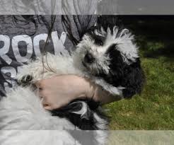 All living in love & harmony ❤️. Puppyfinder Com Havanese Puppies Puppies For Sale Near Me In New Jersey Usa Page 1 Displays 10
