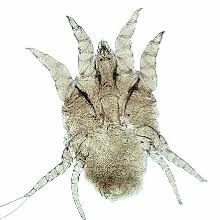 Image result for scabies rabbits ears
