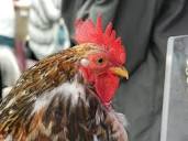 Meet Winston: America's First Certified Therapeutic Rooster ...