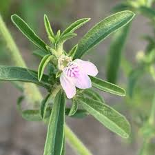 Image result for Pogonospermum divaricatum