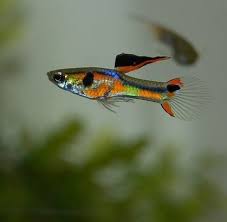 Guide To Pond Fish That Eat Mosquito Larvae Top Fish Species Pond Informer Mosquito Larvae Pond Algae Pond