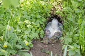 Seeing a new big hole in the garden, we put up a wildlife camera to capture who could be the culprit! How To Stop Rabbits From Digging Holes On Your Property Pest Pointers Tips For At Home Pest Control
