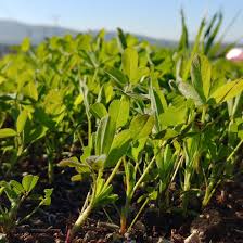 Summer Hack 1 Stay Covered With Cover Cropping Summer Hacks Sun And Water Plants
