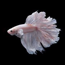 Some interesting betta fish facts. Pink Betta Fish A Spectacular Lively And Bright Breed