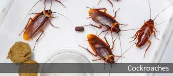 We provide patterson pest control services that include natural, organic and reduced risk solutions to both residential and commercial customers. Byrd S Pest Control Home Facebook