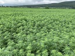 Although hemp is technically a fertilizer itself, you will need a. A Whole Plant Approach Hemp Grower