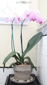 Image result for orchid cuttings