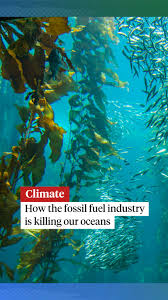 the loss of over half of kelp forests to warming ocean temperatures ...