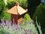 Cottage Gardens Front Yard