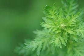 Image result for Artemisia afra