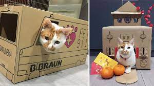Jika anda memiliki satu ekor kucing dan 2 kotak kotoran,dan ada keinginan untuk b. Kreatif Petugas Klinik Buat Rumah Kucing Dari Kardus Bekas Citizen6 Liputan6 Com