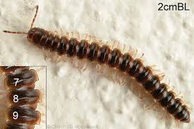 Image result for Oxyrhachis gracillima