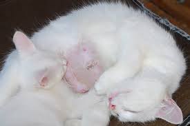 My Young Male Cat Has A Swollen Nipple : R/Catcare