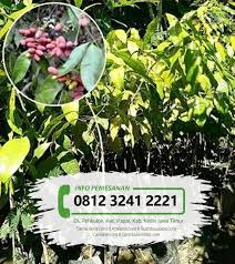 Bibit tanaman buah alpukat red vietnam. Jual Bibit Buah Melinjo Tamanbibit Com