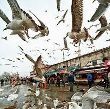 Istanbul Eminonu Marti Istanbul Fotograf Instagram