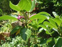 Image result for Delostoma