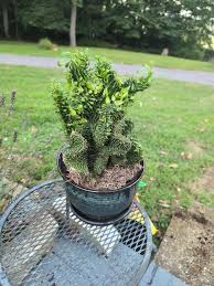 Image result for Euphorbia mossambicensis