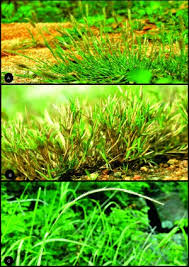 Image result for Enteropogon monostachyos