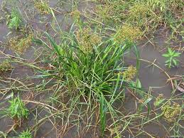 Image result for Rhynchospora corymbosa