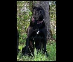 Presa canario/boerboel mix (and a rottweiler) pics photos. Embark Dog Dna Test Breed